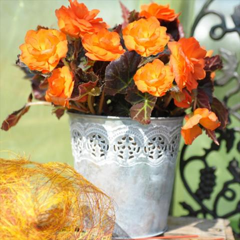 Foto de variedad de flores para ser usadas como: Maceta Begonia tuberhybrida Nonstop® Serie Mocca Bright Orange F1