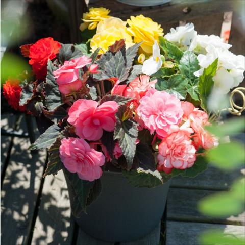 Foto de variedad de flores para ser usadas como: Maceta Begonia tuberhybrida Nonstop® Serie Mocca Mix F1