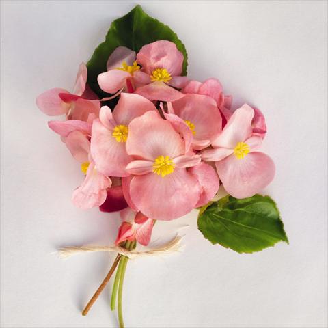 Foto de variedad de flores para ser usadas como: Maceta y planta de temporada Begonia x benariensis BIG® Pink Green Leaf  F1