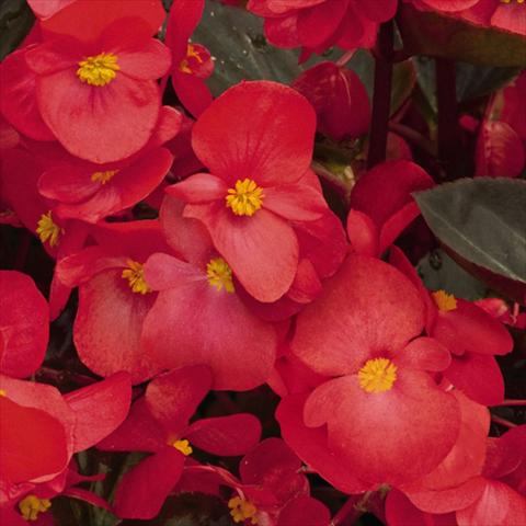 Foto de variedad de flores para ser usadas como: Maceta y planta de temporada Begonia x benariensis BIG® Red Bronze Leaf F1