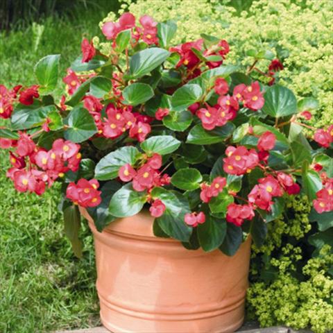 Foto de variedad de flores para ser usadas como: Maceta y planta de temporada Begonia x benariensis BIG® Red Green Leaf F1