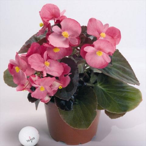 Foto de variedad de flores para ser usadas como: Maceta y planta de temporada Begonia x benariensis BIG® Rose Bronze Leaf F1