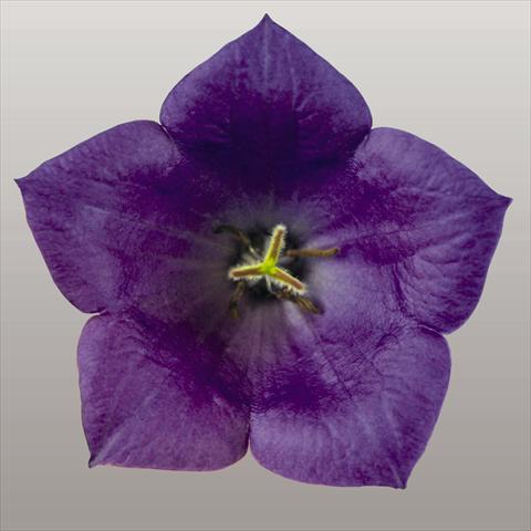 Foto de variedad de flores para ser usadas como: Planta de temporada / borde del macizo Campanula carpatica Pearl Deep Blue F1