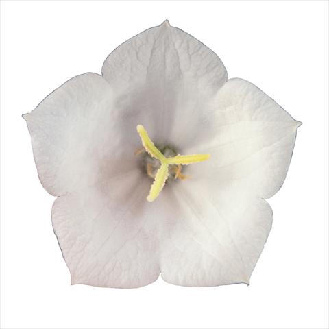 Foto de variedad de flores para ser usadas como: Planta de temporada / borde del macizo Campanula carpatica Pearl White Pearl F1