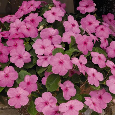 Foto de variedad de flores para ser usadas como: Planta de temporada / borde del macizo Impatiens walleriana Lollipop™ Bubblegum Pink F1