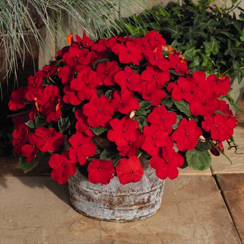 Foto de variedad de flores para ser usadas como: Maceta y planta de temporada Impatiens walleriana Lollipop™ Cherry Red F1