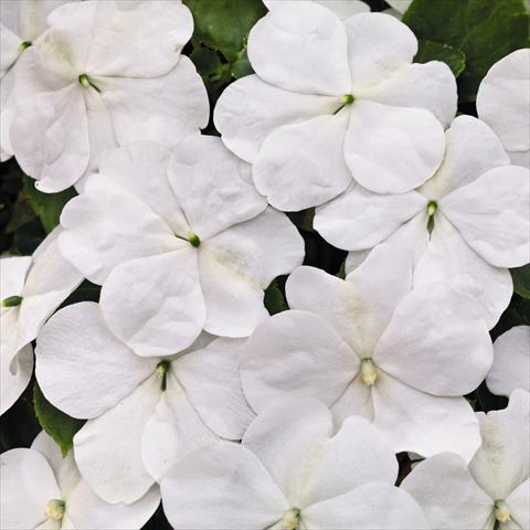 Foto de variedad de flores para ser usadas como: Maceta y planta de temporada Impatiens walleriana Lollipop™ Coconut White F1