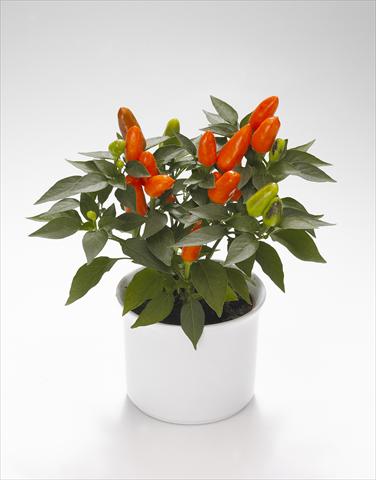 Foto de variedad de flores para ser usadas como: Tarrina de colgar / Maceta Capsicum annuum Karneval Deep Orange