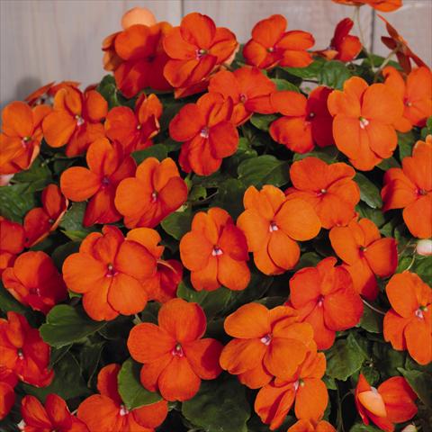 Foto de variedad de flores para ser usadas como: Maceta y planta de temporada Impatiens walleriana Lollipop™ Orange F1
