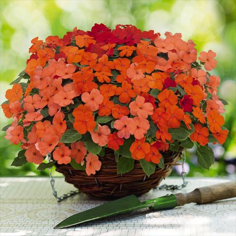 Foto de variedad de flores para ser usadas como: Maceta y planta de temporada Impatiens walleriana Lollipop™ Peach Salmon F1