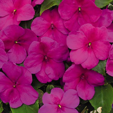 Foto de variedad de flores para ser usadas como: Maceta y planta de temporada Impatiens walleriana Lollipop™ Raspberry Violet F1