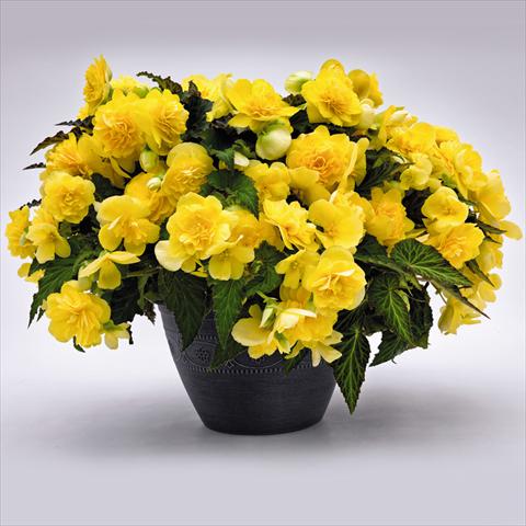 Foto de variedad de flores para ser usadas como: Maceta y planta de temporada Begonia tuberhybrida Nonstop® JOY Yellow F1