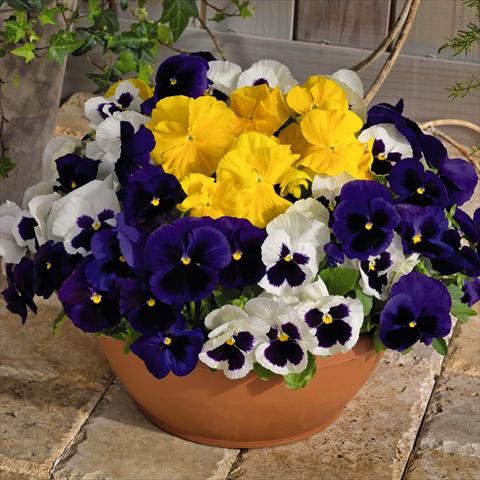 Foto de variedad de flores para ser usadas como: Maceta y planta de temporada Viola wittrockiana Inspire® DeluXXe F1 Blueberry Mix