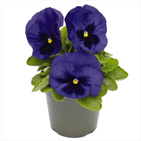 Foto de variedad de flores para ser usadas como: Maceta y planta de temporada Viola wittrockiana Inspire® DeluXXe F1 Deep-Blue-Blotch