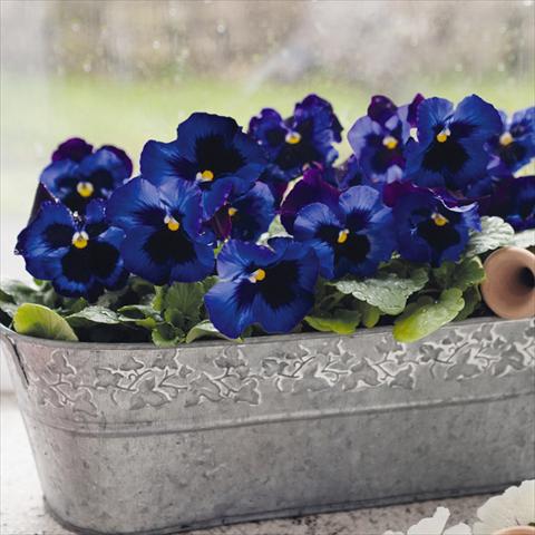 Foto de variedad de flores para ser usadas como: Maceta y planta de temporada Viola wittrockiana Inspire® F1 DeluXXe Denim
