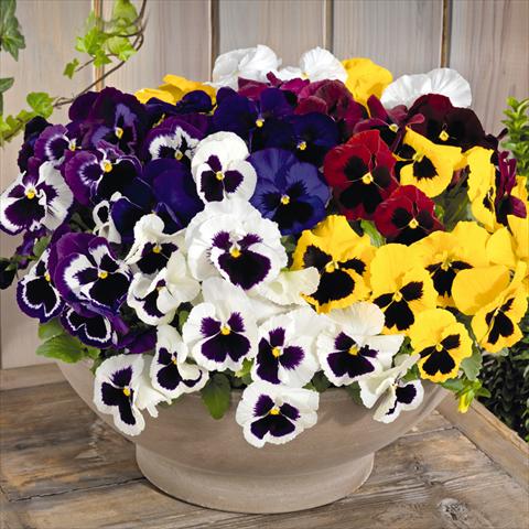 Foto de variedad de flores para ser usadas como: Maceta y planta de temporada Viola wittrockiana Inspire® F1 DeluXXe Maxi Mix