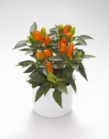 Foto de variedad de flores para ser usadas como: Tarrina de colgar / Maceta Capsicum annuum Karneval Orange