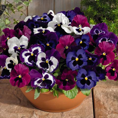 Foto de variedad de flores para ser usadas como: Maceta y planta de temporada Viola wittrockiana Inspire® F1 DeluXXe Mulberry Mix