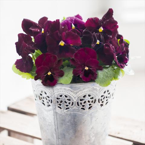 Foto de variedad de flores para ser usadas como: Maceta y planta de temporada Viola wittrockiana Inspire® F1 DeluXXe Rose Blotch