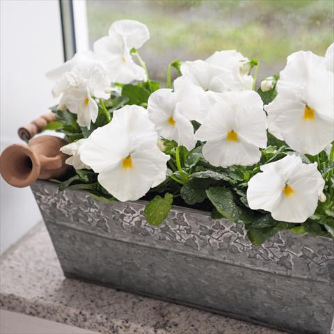 Foto de variedad de flores para ser usadas como: Maceta y planta de temporada Viola wittrockiana Inspire® F1 DeluXXe White