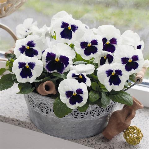 Foto de variedad de flores para ser usadas como: Maceta y planta de temporada Viola wittrockiana Inspire® F1 DeluXXe White Blotch