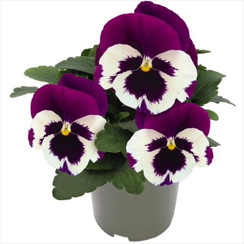 Foto de variedad de flores para ser usadas como: Maceta y planta de temporada Viola wittrockiana Inspire® F1 DeluXXe White Violet Wing