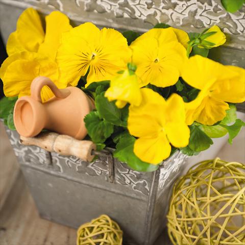 Foto de variedad de flores para ser usadas como: Maceta y planta de temporada Viola wittrockiana Inspire® F1 DeluXXe Yellow