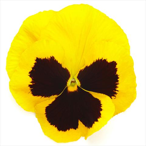 Foto de variedad de flores para ser usadas como: Maceta y planta de temporada Viola wittrockiana Inspire® F1 DeluXXe Yellow Blotch