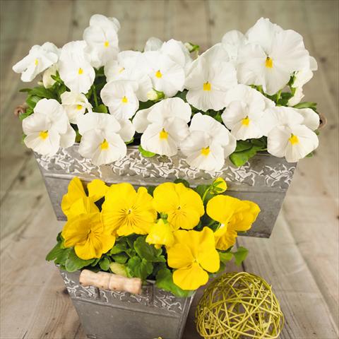 Foto de variedad de flores para ser usadas como: Maceta y planta de temporada Viola wittrockiana Inspire® F1 DeluXXe Yellow & White