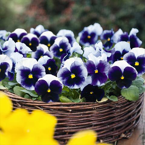 Foto de variedad de flores para ser usadas como: Maceta y planta de temporada Viola wittrockiana Inspire® F1 PLUS Beaconsfield