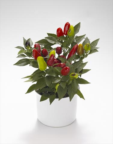 Foto de variedad de flores para ser usadas como: Tarrina de colgar / Maceta Capsicum annuum Karneval Red