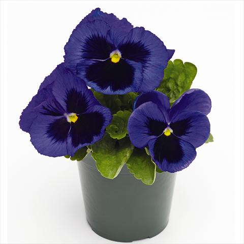Foto de variedad de flores para ser usadas como: Maceta y planta de temporada Viola wittrockiana Inspire® F1 PLUS Blue Blotch