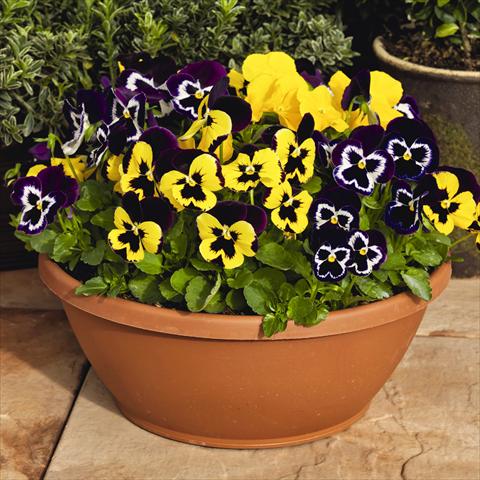 Foto de variedad de flores para ser usadas como: Maceta y planta de temporada Viola wittrockiana Inspire® F1 PLUS Mardi Gras Mix