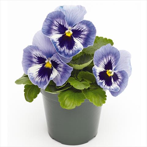 Foto de variedad de flores para ser usadas como: Maceta y planta de temporada Viola wittrockiana  F1 Inspire® Serie PLUS Marina