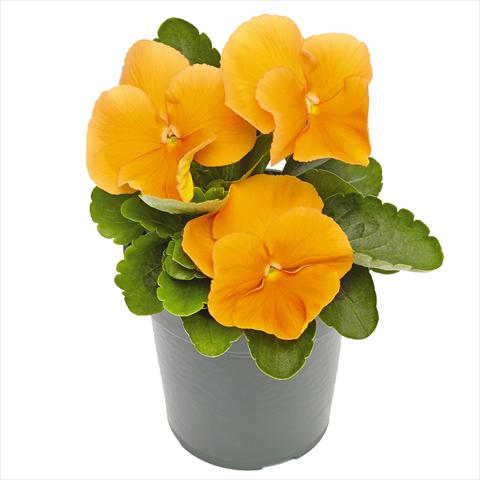 Foto de variedad de flores para ser usadas como: Maceta y planta de temporada Viola wittrockiana Inspire® F1 PLUS Orange