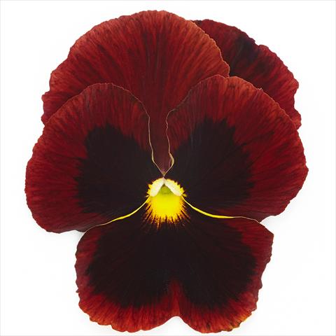 Foto de variedad de flores para ser usadas como: Maceta y planta de temporada Viola wittrockiana Inspire® F1 PLUS Red Blotch