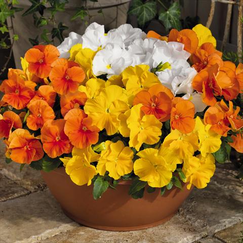Foto de variedad de flores para ser usadas como: Maceta y planta de temporada Viola wittrockiana Inspire® F1 PLUS Sunny Day Mix