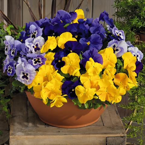 Foto de variedad de flores para ser usadas como: Maceta y planta de temporada Viola wittrockiana Inspire® F1 PLUS Sun n Surf Mix