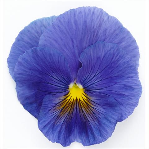 Foto de variedad de flores para ser usadas como: Maceta y planta de temporada Viola wittrockiana Inspire® F1 PLUS True Blue