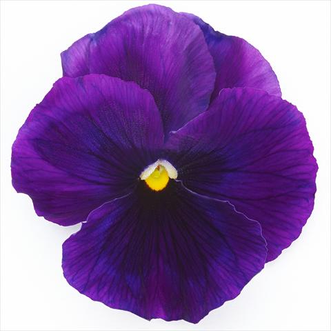 Foto de variedad de flores para ser usadas como: Maceta y planta de temporada Viola wittrockiana Inspire® F1 PLUS Violet