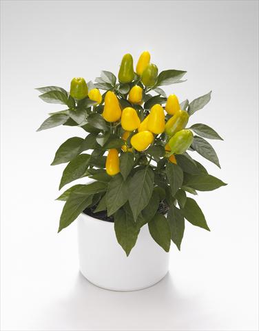 Foto de variedad de flores para ser usadas como: Tarrina de colgar / Maceta Capsicum annuum Karneval Yellow