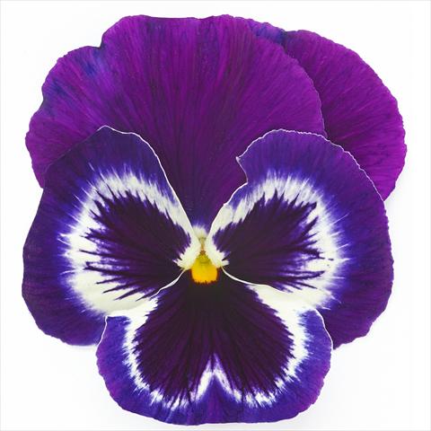 Foto de variedad de flores para ser usadas como: Maceta y planta de temporada Viola wittrockiana Inspire® F1 PLUS Violet Face