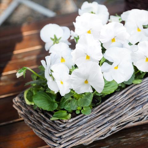 Foto de variedad de flores para ser usadas como: Maceta y planta de temporada Viola wittrockiana Inspire® F1 PLUS White