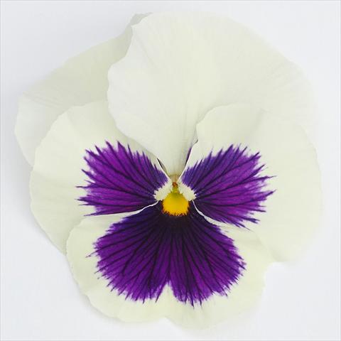 Foto de variedad de flores para ser usadas como: Maceta y planta de temporada Viola wittrockiana  F1 Inspire® Serie PLUS White Blotch