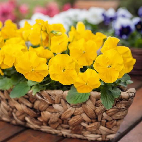 Foto de variedad de flores para ser usadas como: Maceta y planta de temporada Viola wittrockiana Inspire® F1 PLUS Yellow