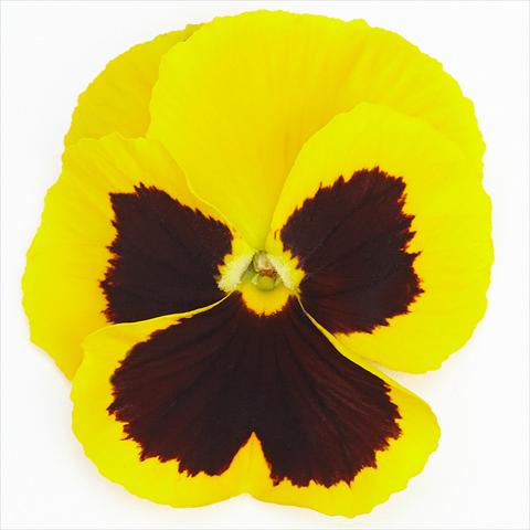 Foto de variedad de flores para ser usadas como: Maceta y planta de temporada Viola wittrockiana Inspire® F1 PLUS Yellow Blotch