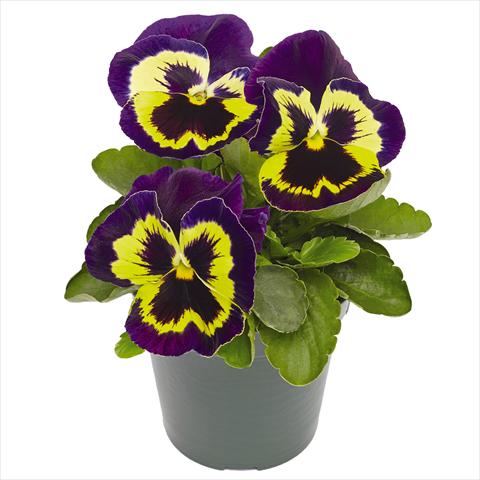 Foto de variedad de flores para ser usadas como: Maceta y planta de temporada Viola wittrockiana Inspire® F1 PLUS Yellow Purple Face