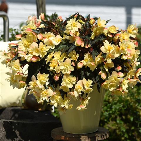 Foto de variedad de flores para ser usadas como: Maceta Begonia boliviensis Unbelievable Tweetie Pie