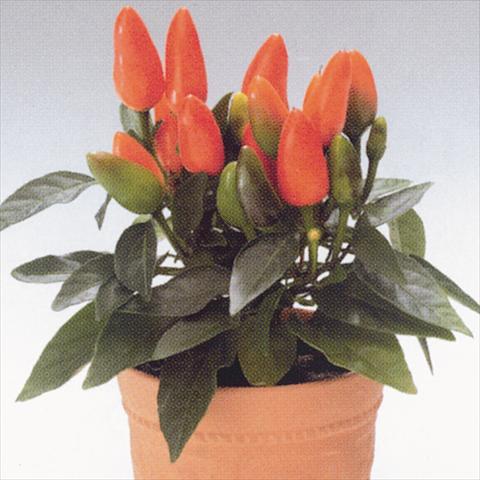 Foto de variedad de flores para ser usadas como: Tarrina de colgar / Maceta Capsicum annuum Salsa Dark Orange