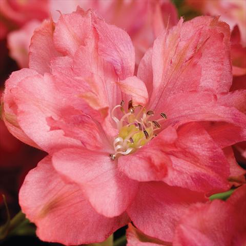 Foto de variedad de flores para ser usadas como: Maceta Delphinium hybrida Red Caroline
